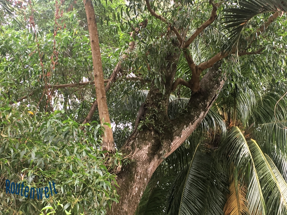 Tipps: Dschungel auf Tioman