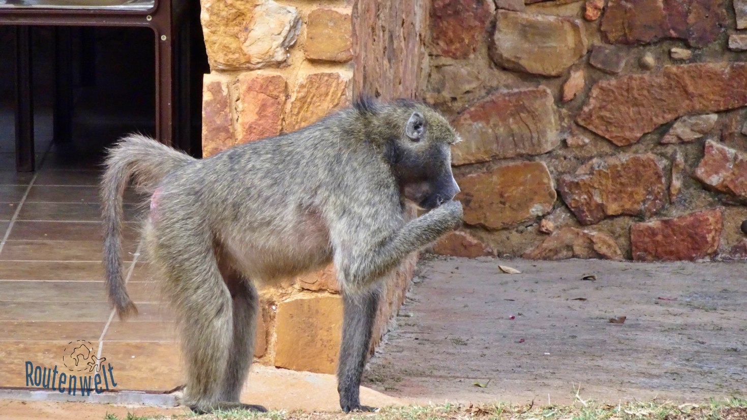 Monkey Blyde River Canyon Resort