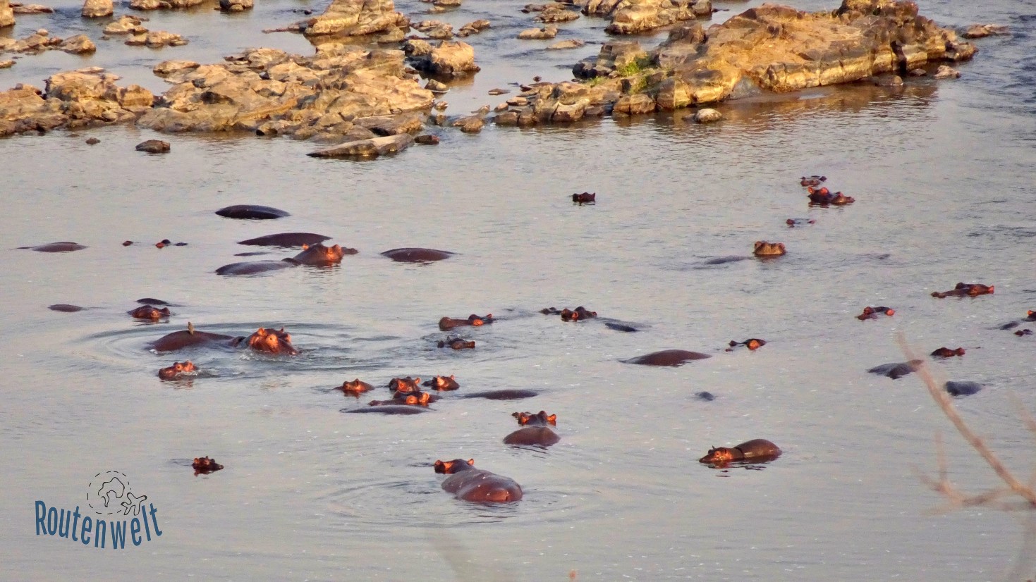 Hippos Kruger Nationalpark