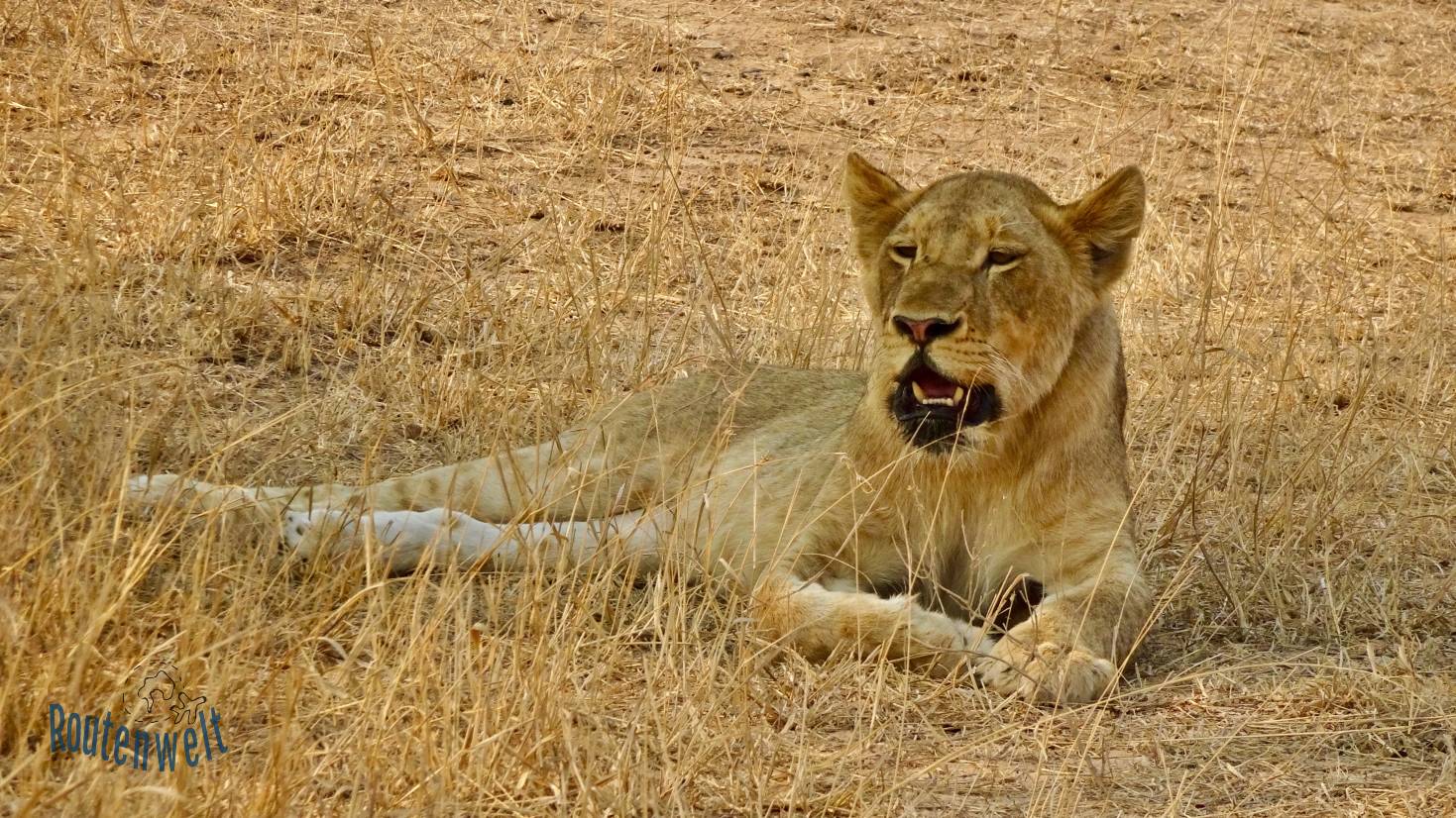 Mietwagen-Rundreise Südafrika: Lion Kruger Nationalpark