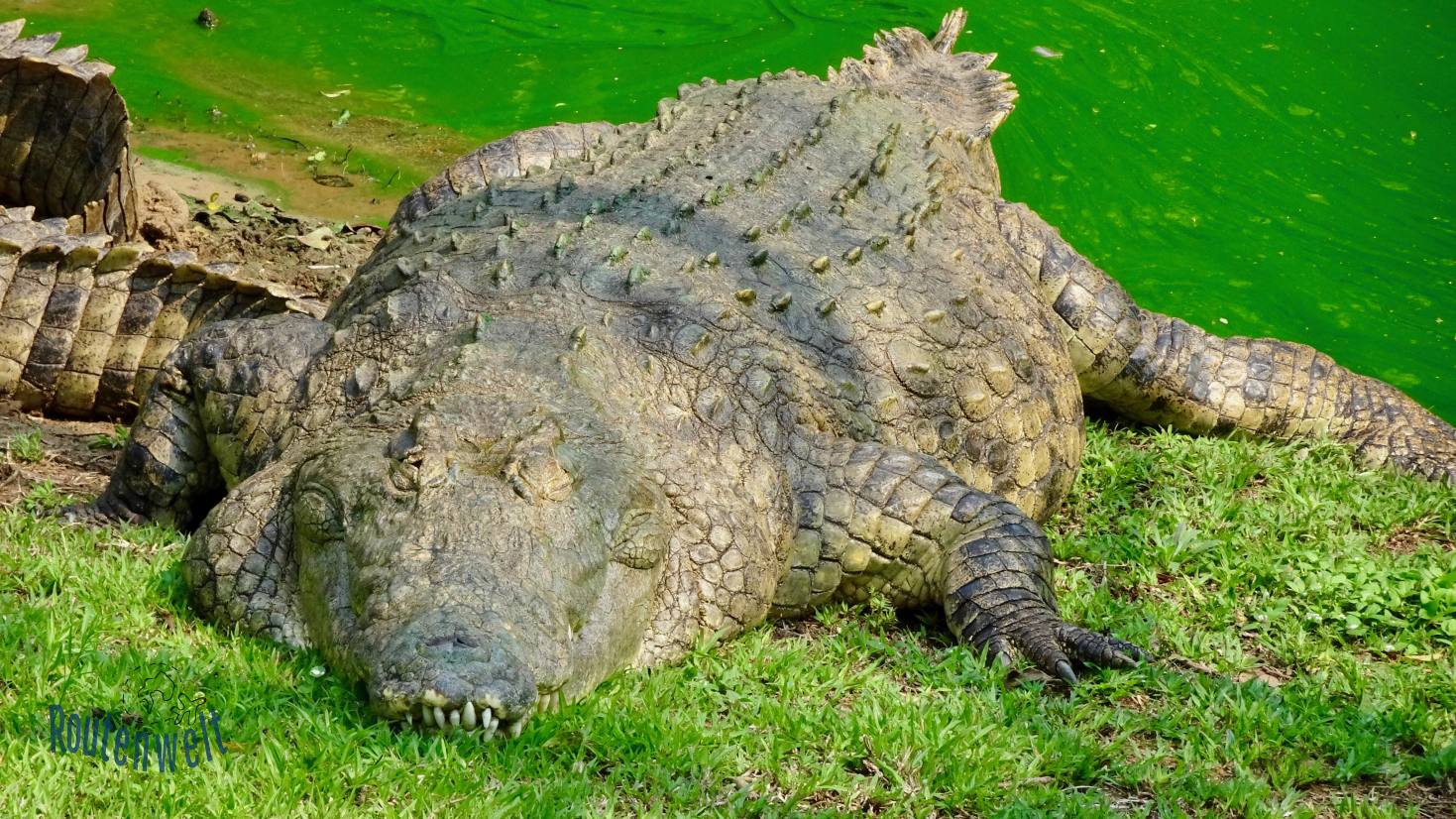 Tipps für St. Lucia Crocodiles